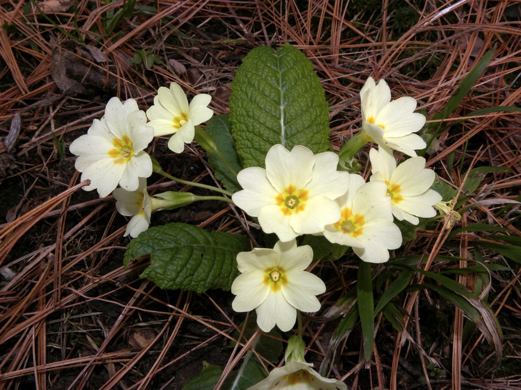 Gi fiorita! - Primula vulgaris